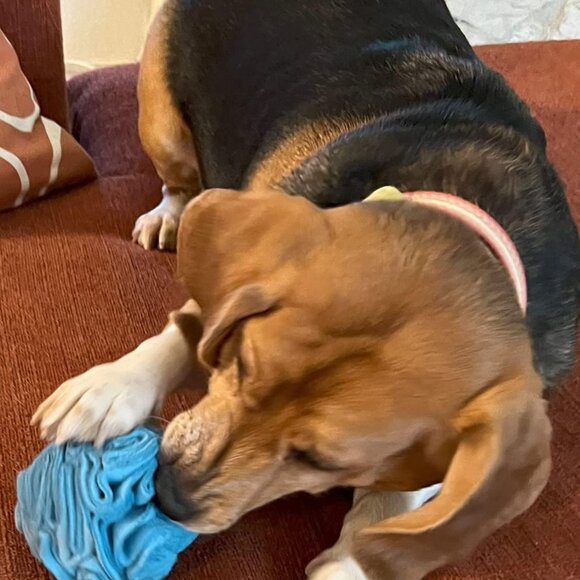 Puppy and Small Breed Snuffle Interactive Foraging Dog Puzzle Ball Toy Blue - Picture 9 of 9